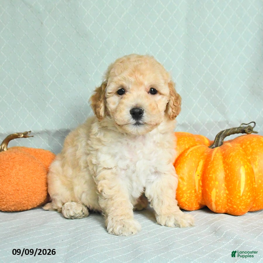 Maltipoo dogs Tanner - Ad 1