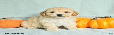 Tanner