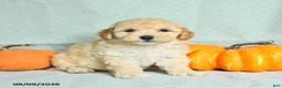 Maltipoo dogs for sale: Tanner - Ad 1