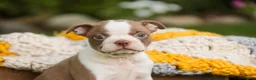 Boston Terrier dogs for sale: Beau Boston Terrier  - Ad 6
