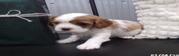 Cavalier King Charles Spaniel dogs for sale: Cavalier King Charles Spaniel Puppy 2 - Ad 14