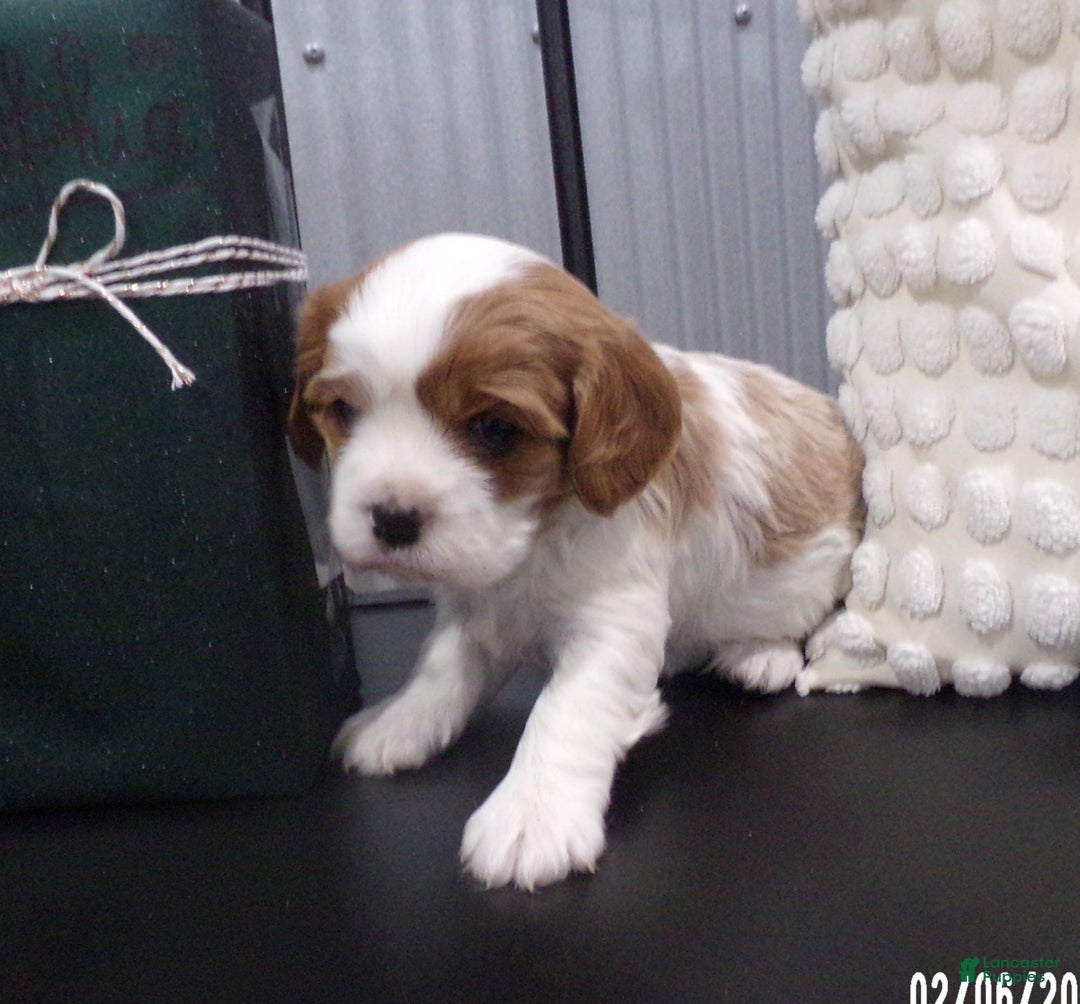 Cavalier King Charles Spaniel dogs for sale: Cavalier King Charles Spaniel Puppy 2 - Ad 14