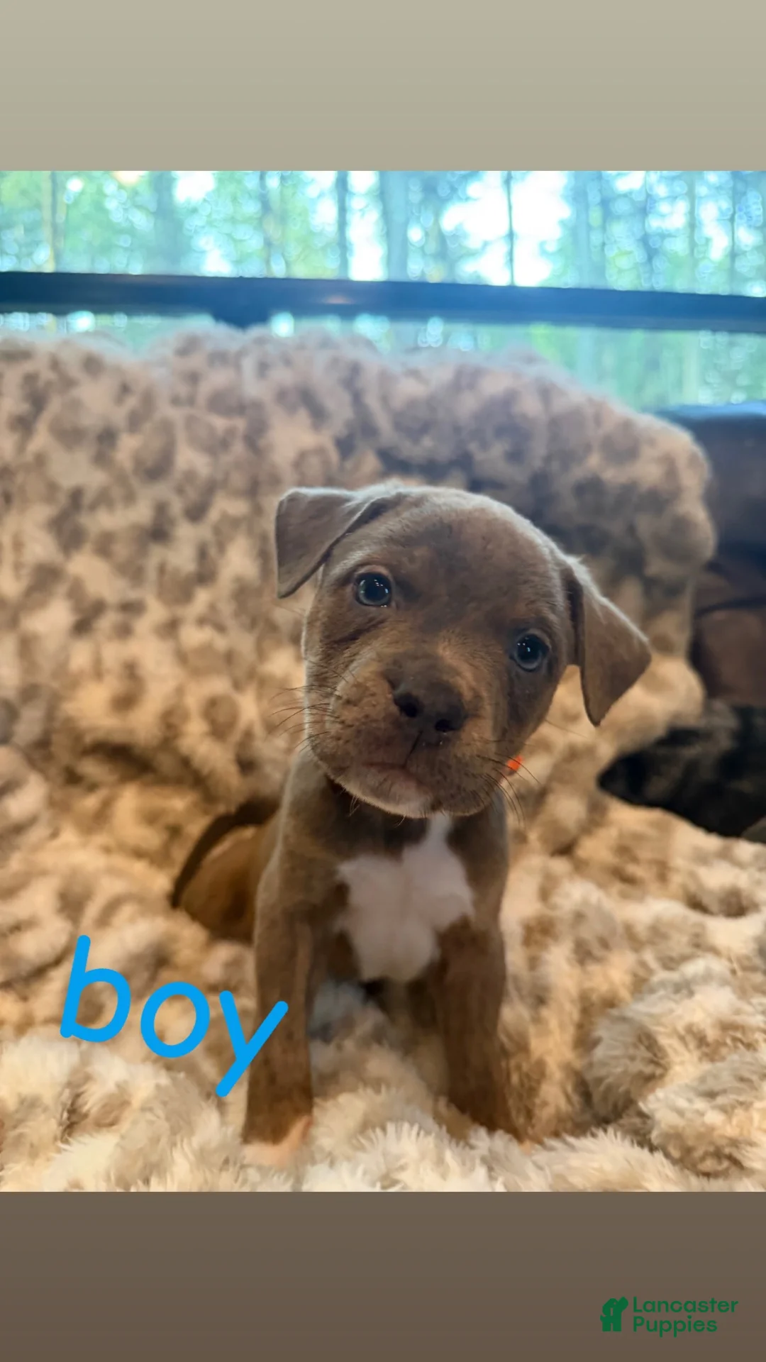 Mixed Breed dogs for sale: Mixed Breed 1 - Ad 1