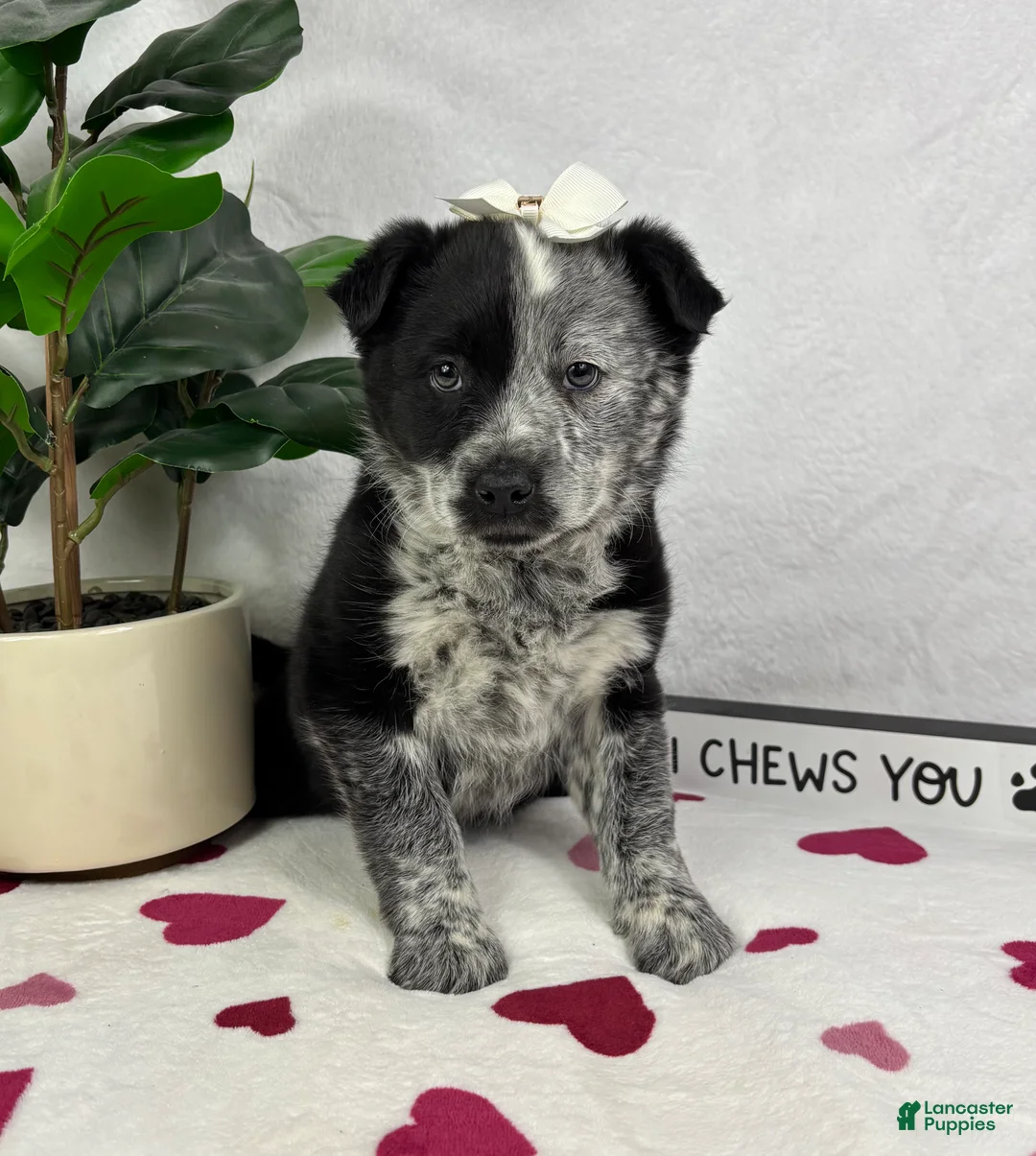 Mixed Breed dogs for sale: Mable - Ad 3