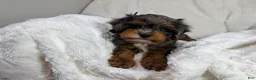 Cavapoo dogs for sale: Peanut 🥜  - Ad 20