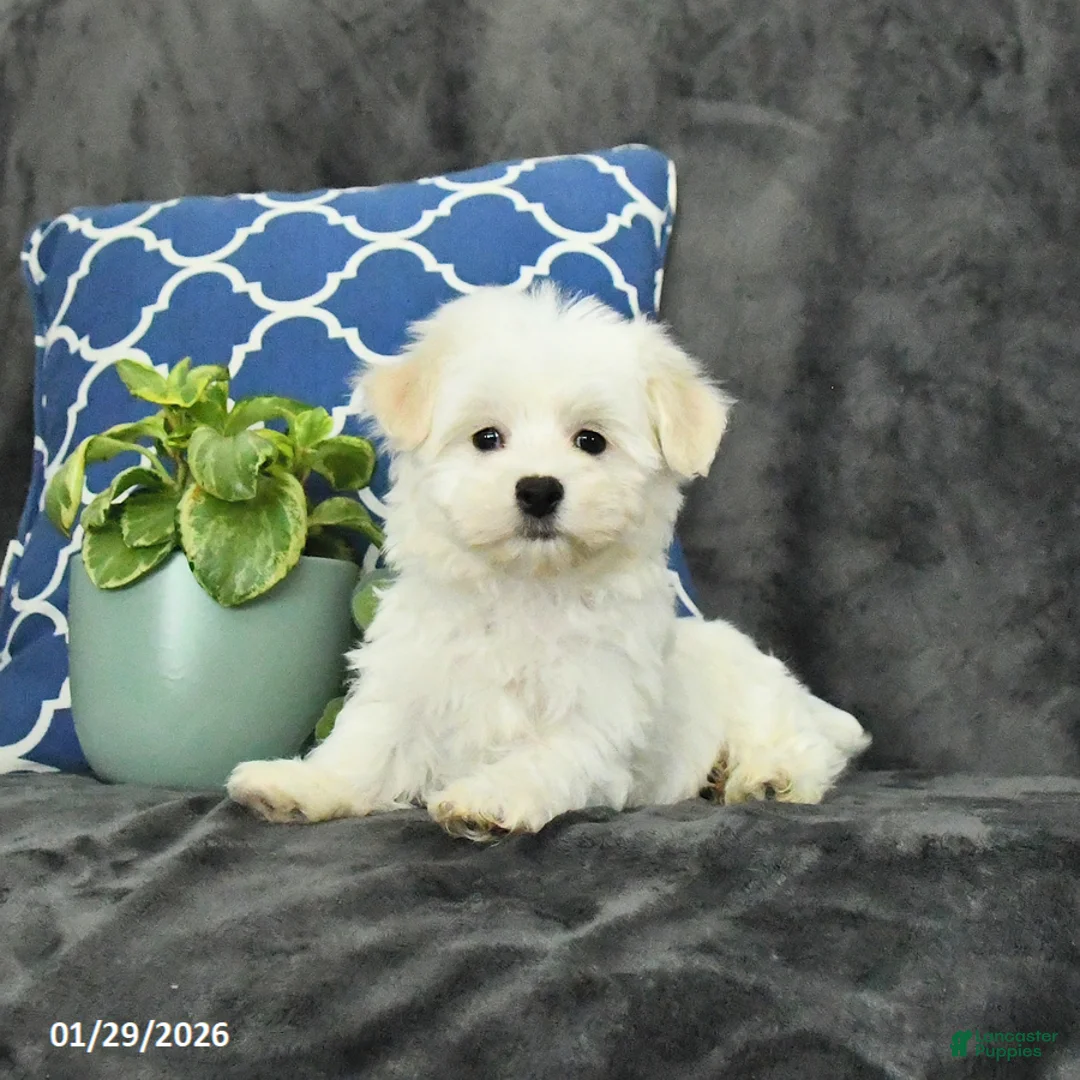 Mixed Breed dogs for sale: Dusty - Ad 2