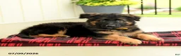 German Shepherd dogs for sale: Rosetta - Ad 2