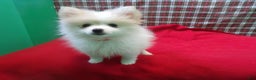 Pomeranian dogs for sale: Foxy - Ad 2