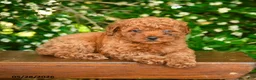 Toy Poodle dogs for sale: Sterling - Ad 3