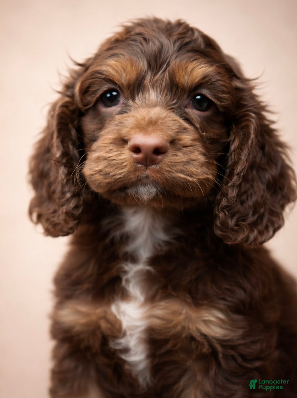 Cocker Spaniel dogs Tucker-Ready to go!  - Ad 29