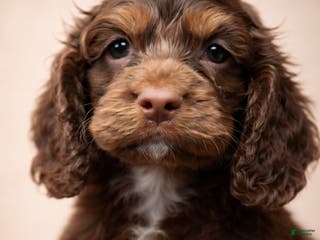 Cocker Spaniel dogs Tucker-Ready to go! - Ad 29