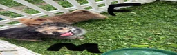 Chorkie dogs for sale: Chorkie 2 - Ad 3