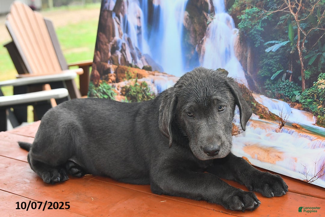 Labrador Retriever dogs for sale: Cash - Ad 6