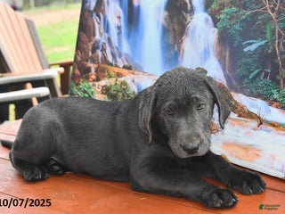 Labrador Retriever dogs - Ad 16