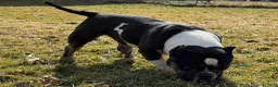 American Bully dogs for sale: Cow Tippin’  - Ad 4