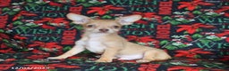 Chihuahua dogs for sale: Leo - Ad 3