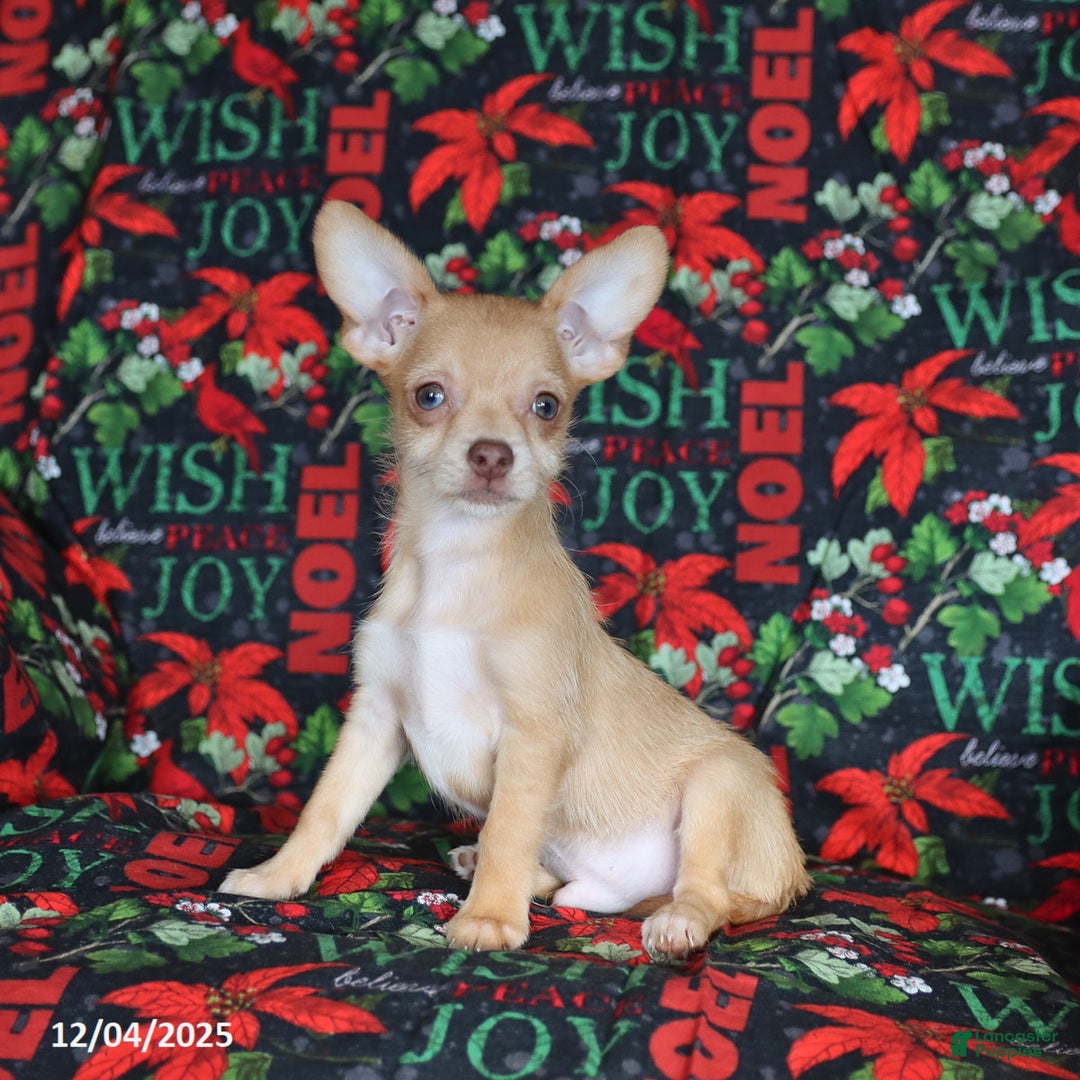 Chihuahua dogs for sale: Leo - Ad 3