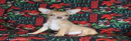 Chihuahua dogs for sale: Leo - Ad 3