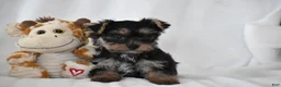 Yorkshire Terrier dogs for sale: Zane - Ad 8