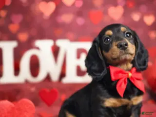 Miniature Dachshund dogs for sale: Maple - Ad 2