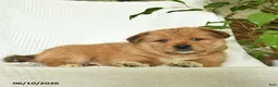 Shiba Inu dogs for sale: Ranger  - Ad 5