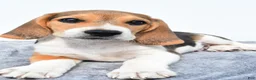 Beagle dogs for sale: Marty - Ad 2