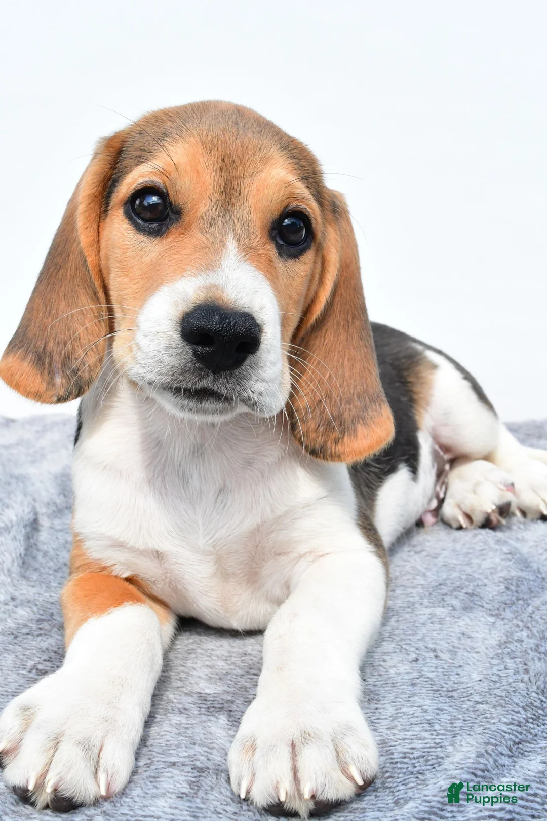 Beagle dogs for sale: Marty - Ad 2