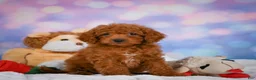 Cavapoo dogs for sale: Daisy - Ad 9