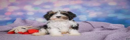Cavapoo dogs for sale: Duke - Ad 6