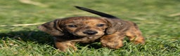 Dachshund dogs for sale: Cooper - Ad 3