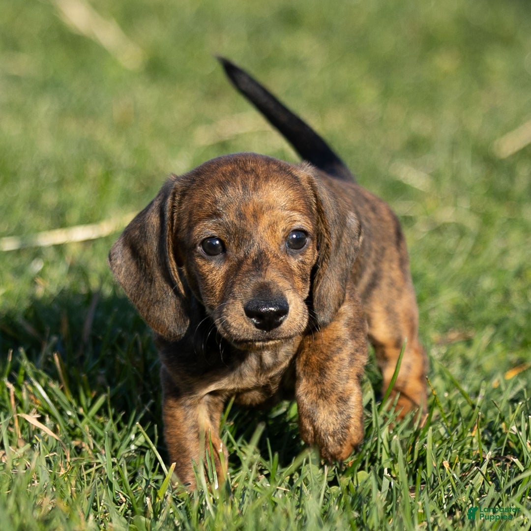 Dachshund dogs for sale: Cooper - Ad 3