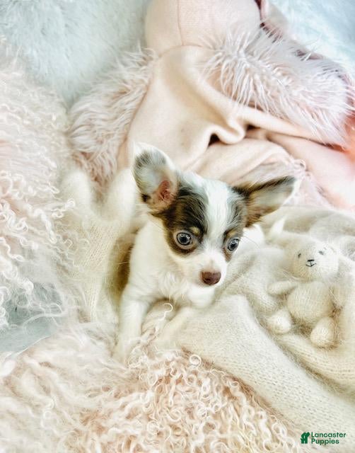 Chihuahua dogs Chihuahua Puppy 1 - Ad 32