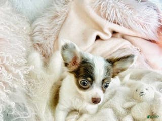 Chihuahua dogs Chihuahua Puppy 1 - Ad 23