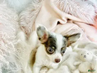 Chihuahua dogs Chihuahua Puppy 1 - Ad 19