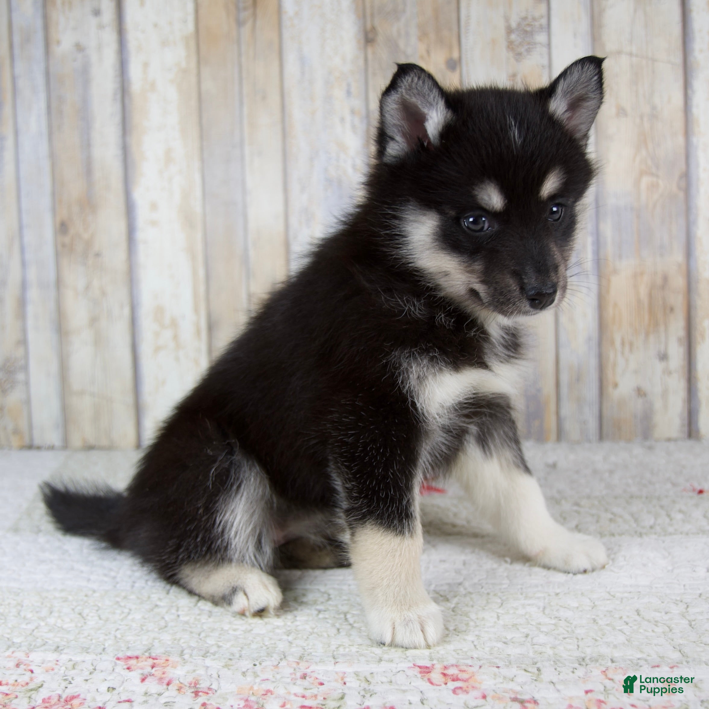 Pomsky dogs Bailie - Ad 2