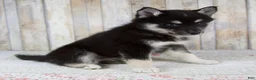 Pomsky dogs for sale: Bailie - Ad 2