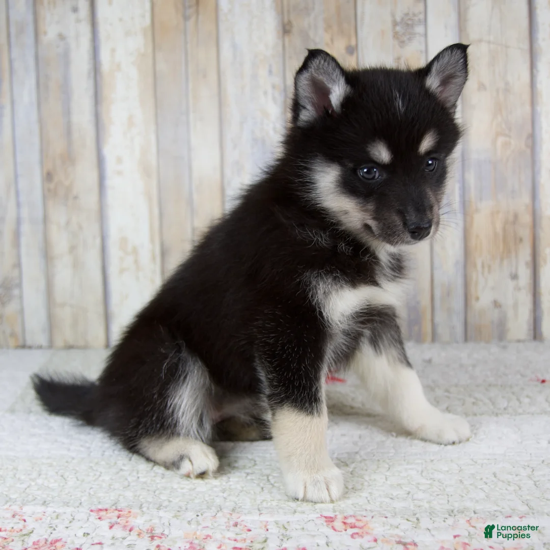 Pomsky dogs for sale: Bailie - Ad 2