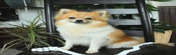 Pomeranian dogs for sale: Finn - Ad 6