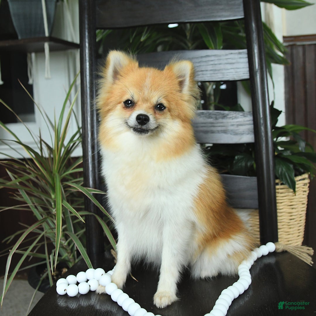 Pomeranian dogs for sale: Finn - Ad 6