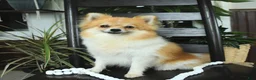 Pomeranian dogs for sale: Fluffy - Ad 6