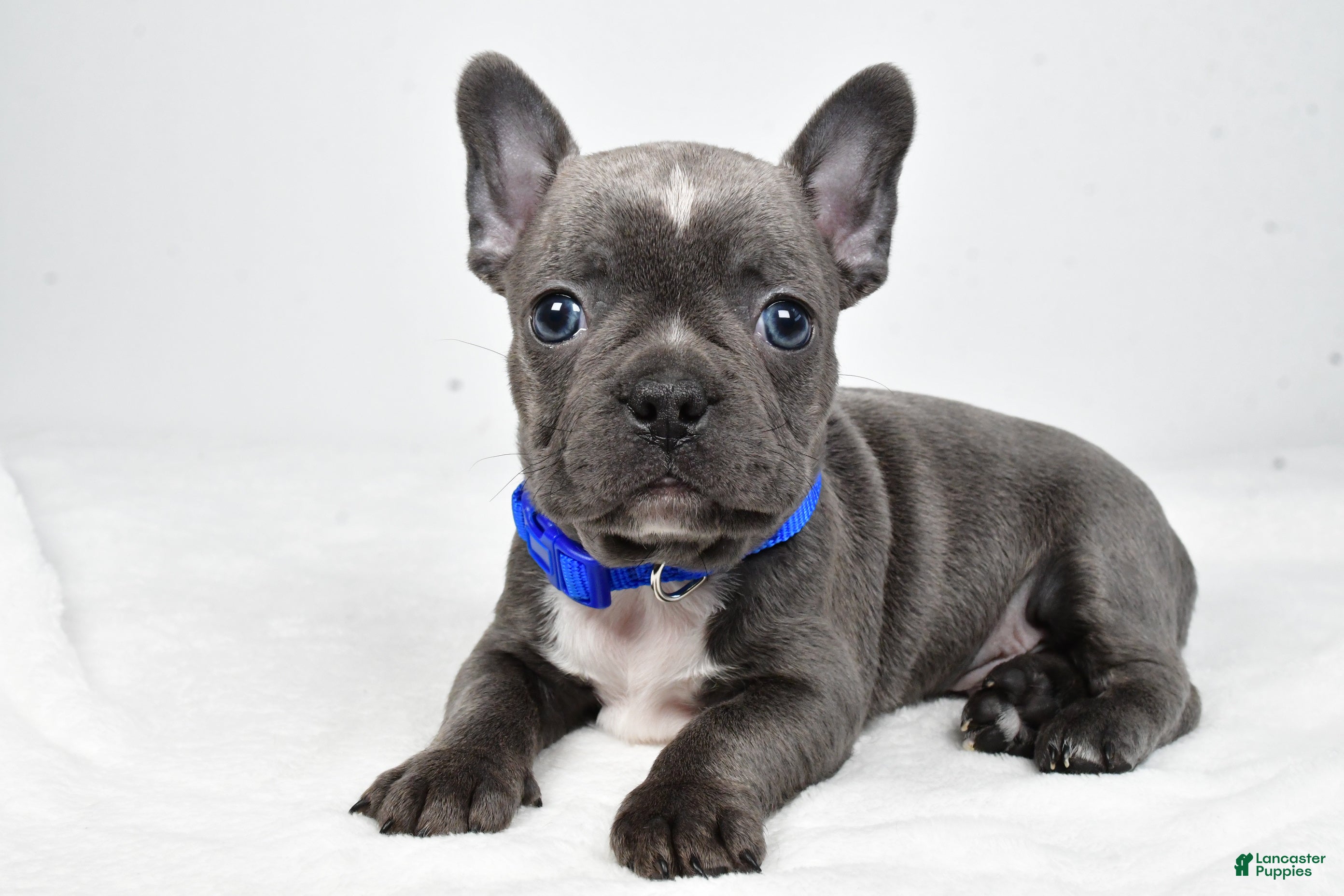 Mixed Breed dogs Freddy - Ad 1