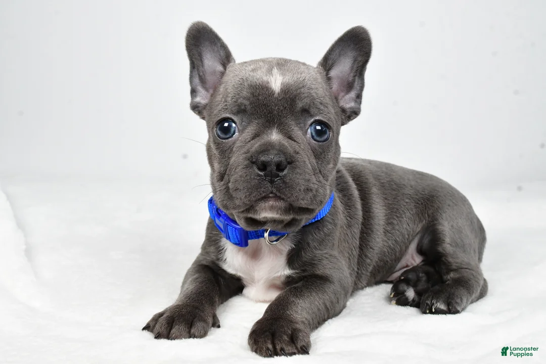 Mixed Breed dogs for sale: Freddy - Ad 1