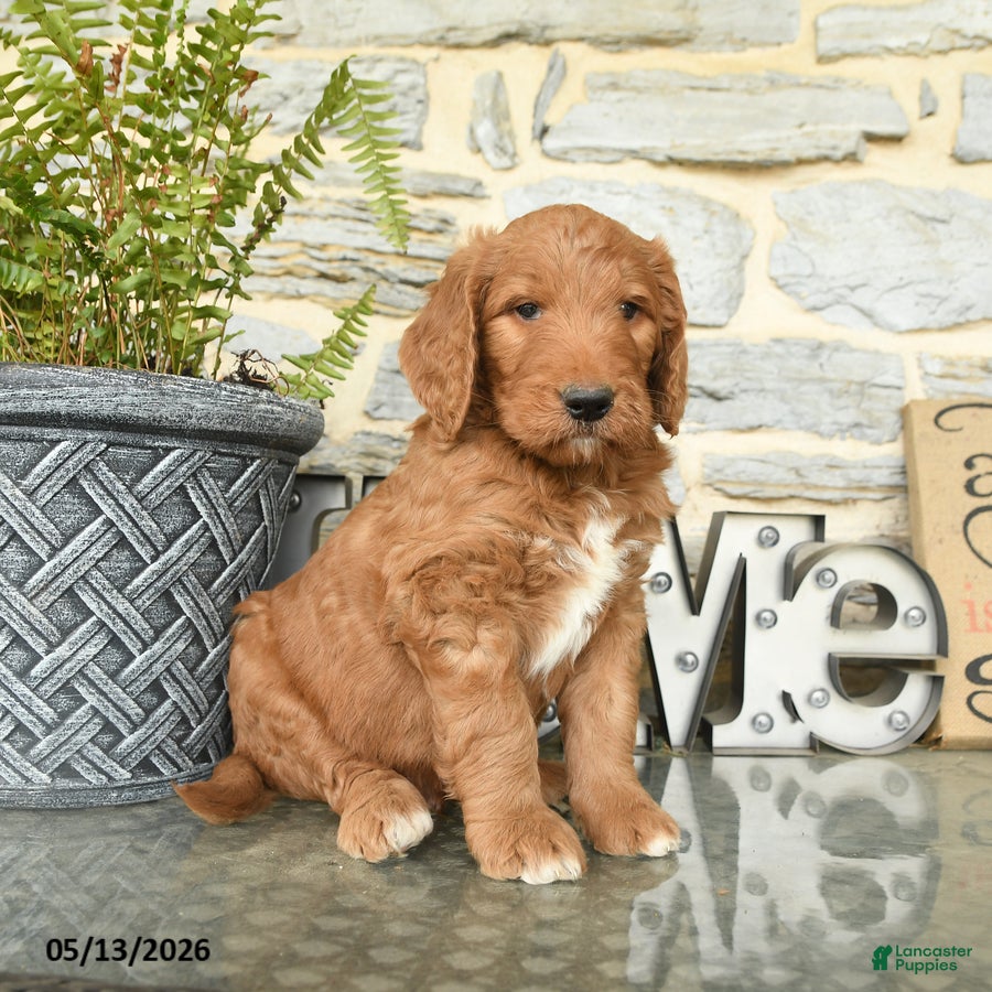 Goldendoodle dogs Junior - Ad 1