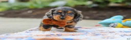 Miniature Dachshund dogs for sale: Dallas - Ad 6