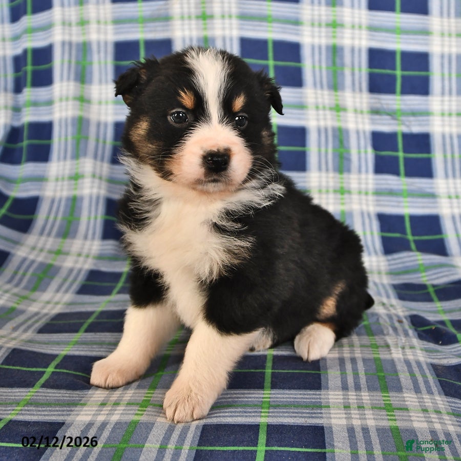 Australian Shepherd dogs Marigold - Ad 2