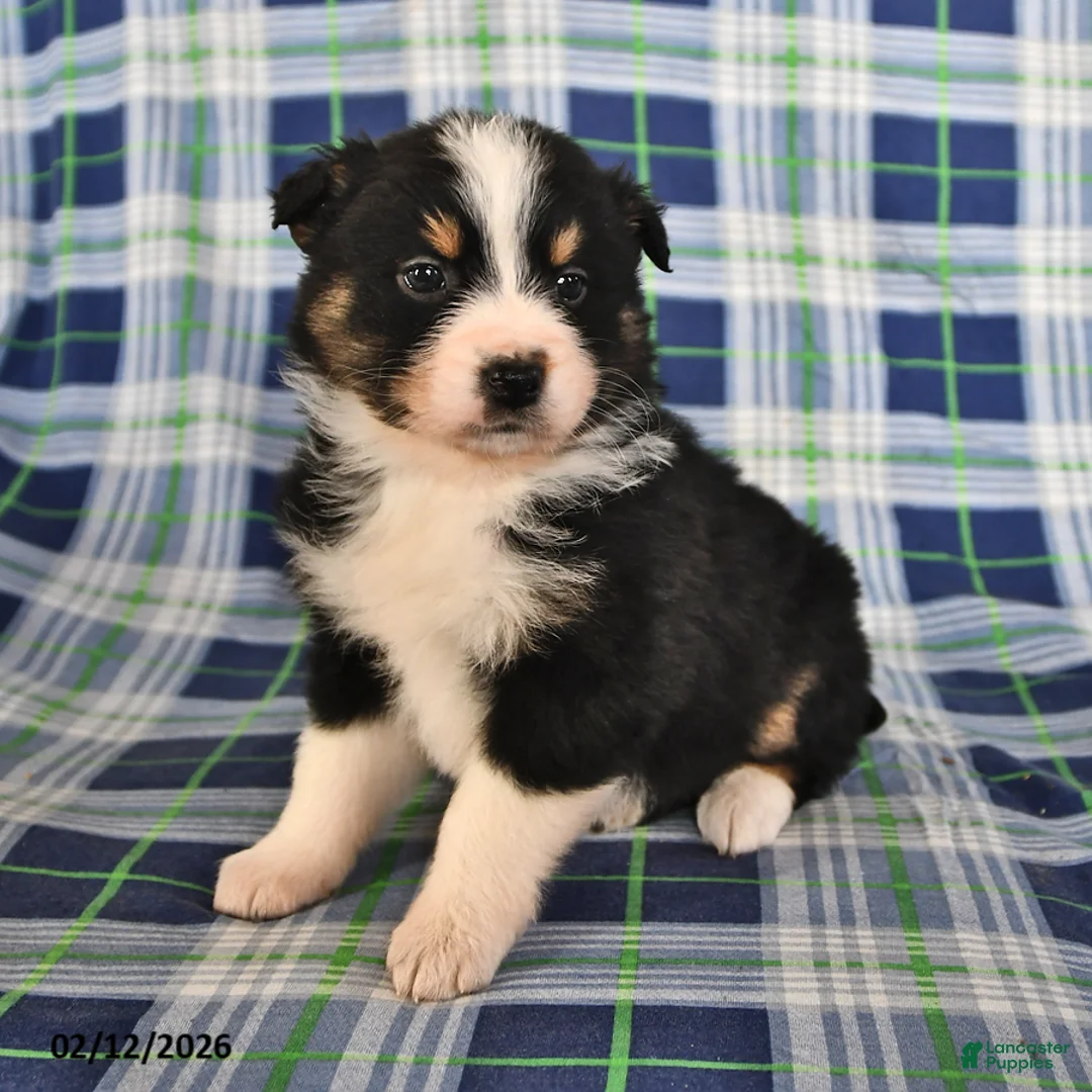 Australian Shepherd dogs for sale: Marigold - Ad 1
