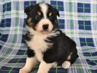 Australian Shepherd dogs Marigold - Ad 2