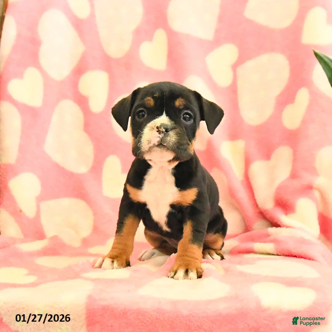 Olde English Bulldogge dogs for sale: Blueberry - Ad 3