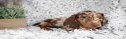 Dachshund dogs for sale: HARPER - Ad 5