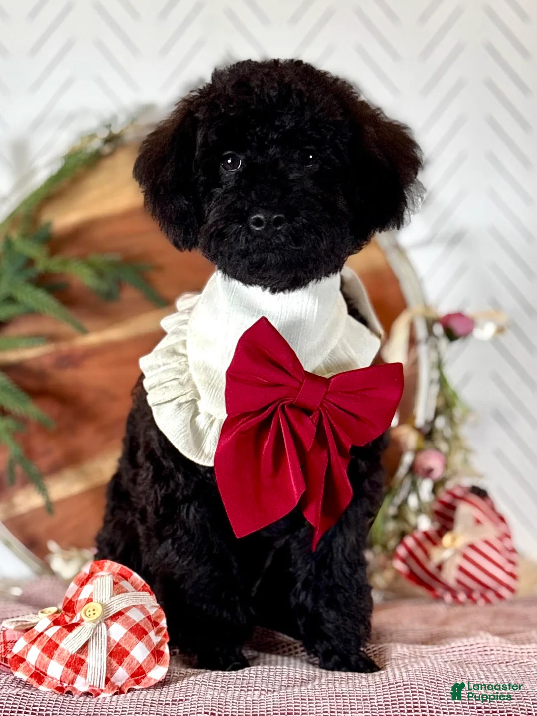 Toy Poodle dogs for sale: Smacker - Ad 3